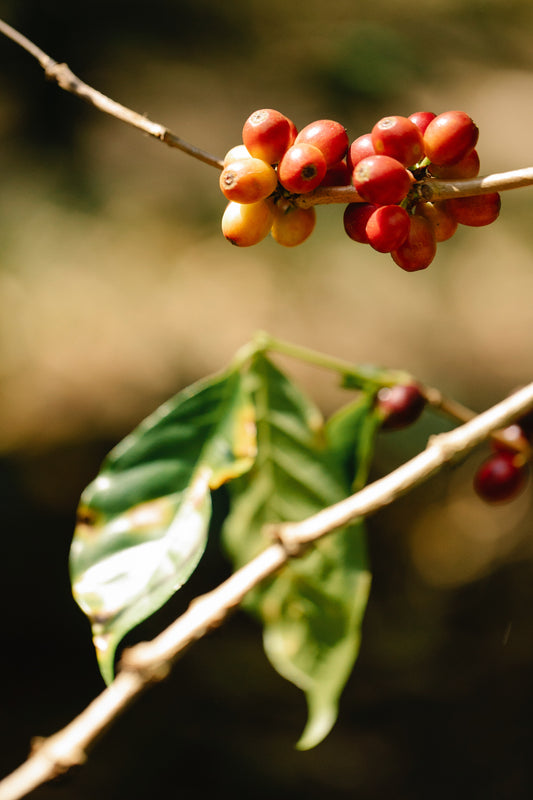 Coffee cherry